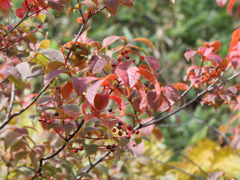 Prunus grayana