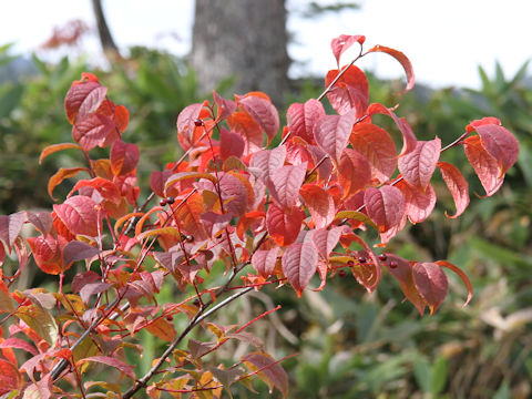 Prunus grayana