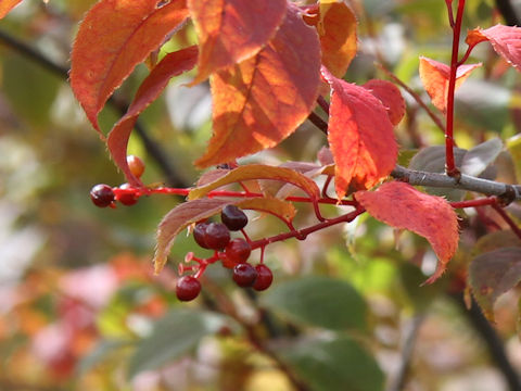 Prunus grayana