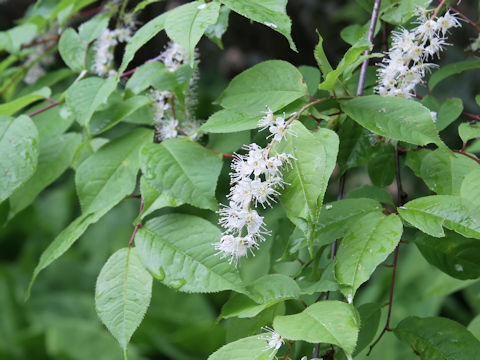 Prunus grayana