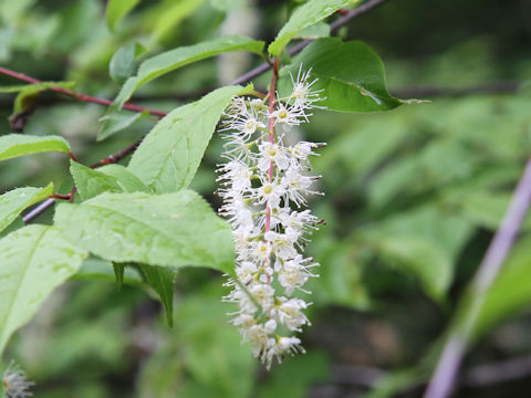 Prunus grayana