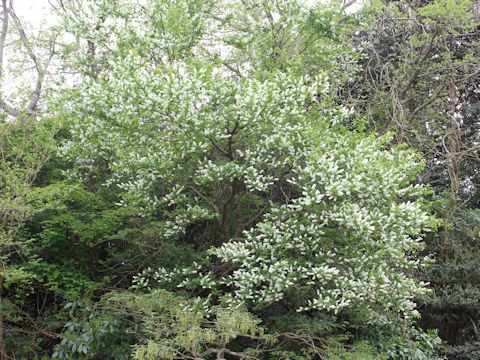 Prunus grayana