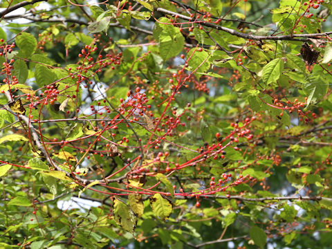 Prunus grayana