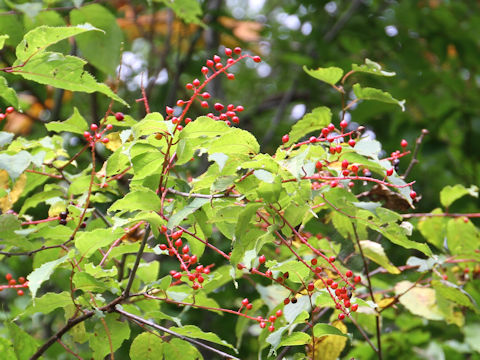 Prunus grayana