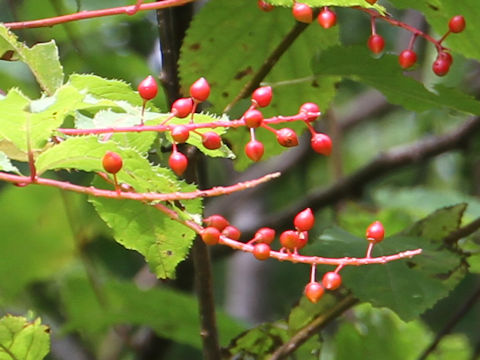 Prunus grayana