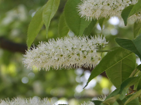 Prunus grayana