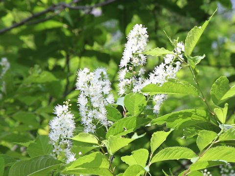 Prunus grayana