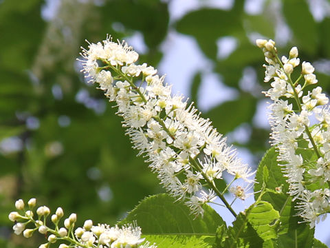 Prunus grayana