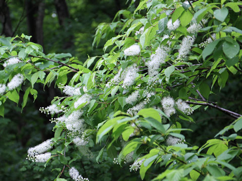 Prunus grayana