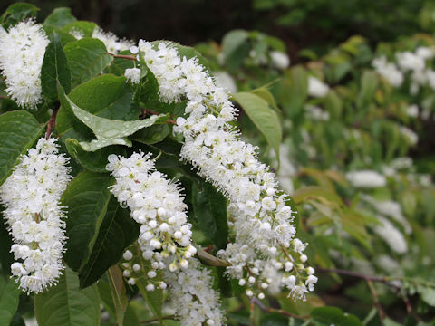 Prunus grayana