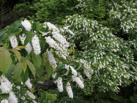 Prunus grayana