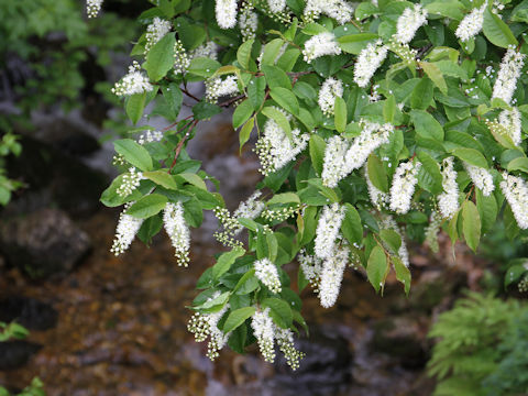 Prunus grayana