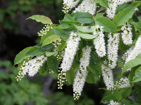 Prunus grayana