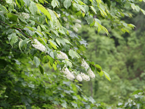 Prunus grayana