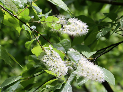 Prunus grayana