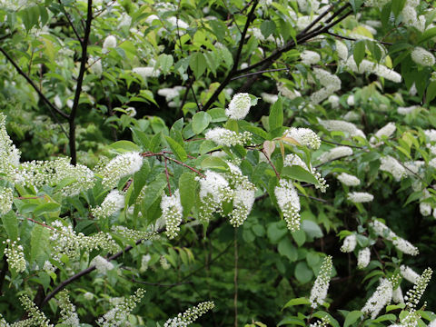 Prunus grayana