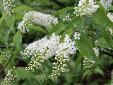 Prunus grayana