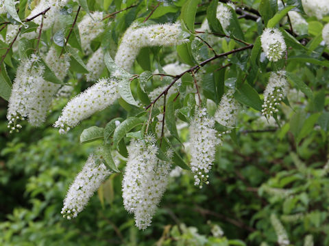 Prunus grayana