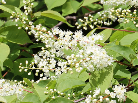 Prunus grayana