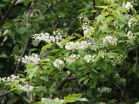 Prunus grayana