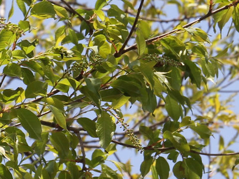 Prunus grayana