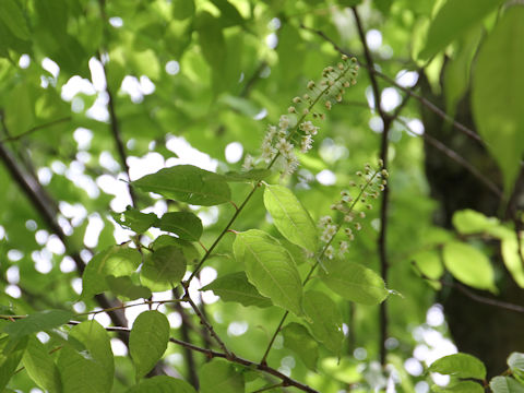 Prunus grayana