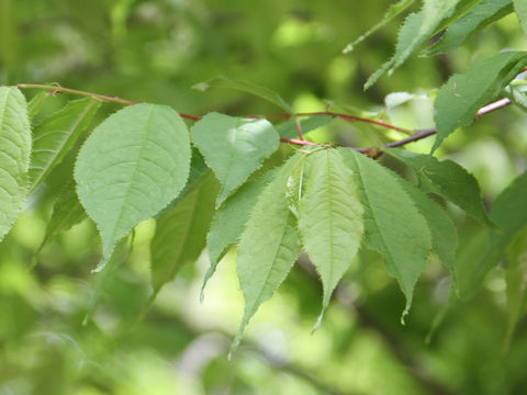 Prunus grayana