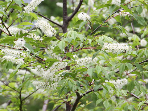 Prunus grayana