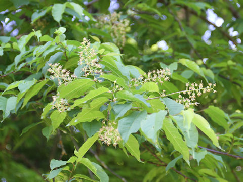 Prunus grayana