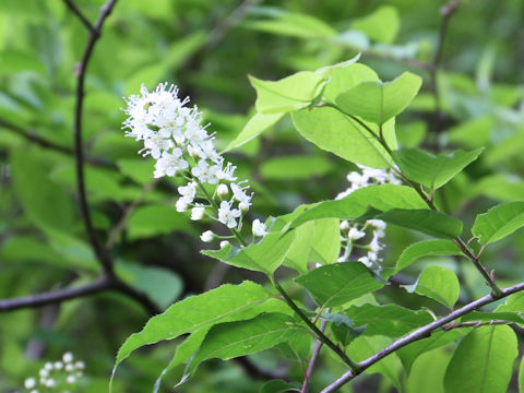 Prunus grayana