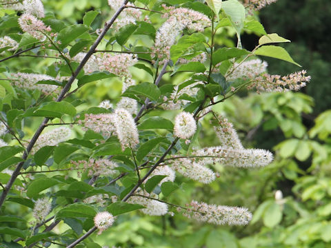 Prunus grayana