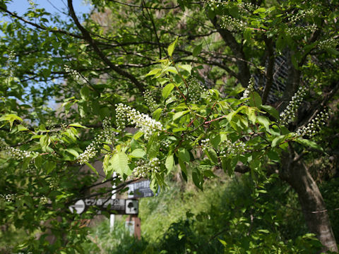 Prunus grayana