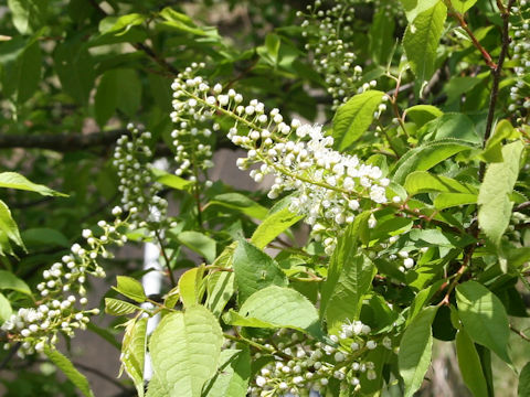 Prunus grayana