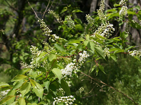 Prunus grayana