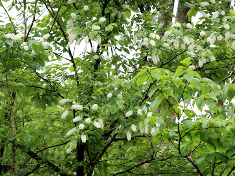 Prunus grayana