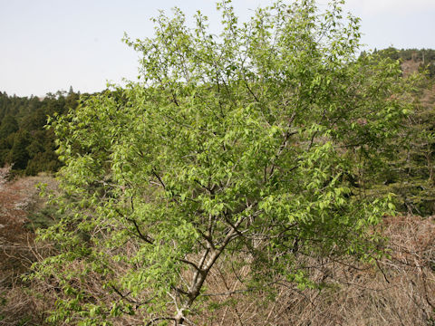 Prunus grayana