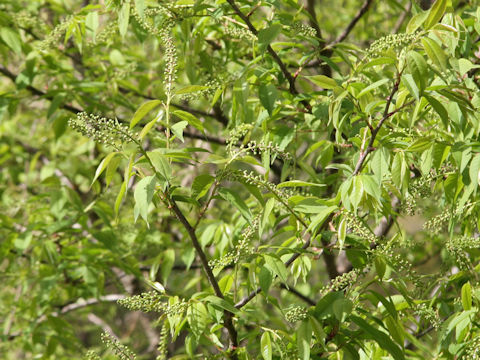 Prunus grayana