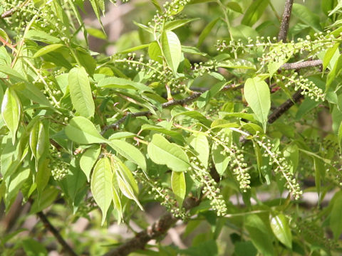 Prunus grayana