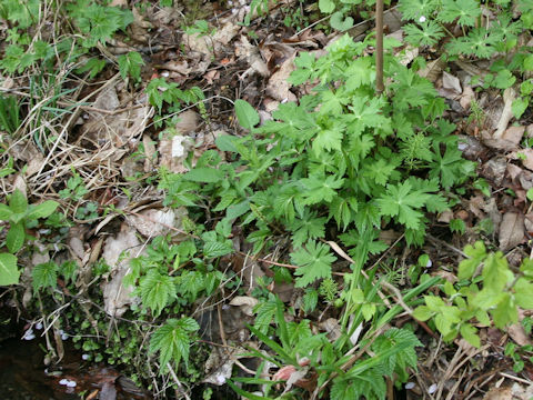 Aconitum okuyamae