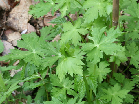 Aconitum okuyamae