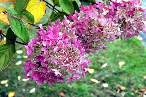 Hydrangea macrophylla cv. Uzu-azisai