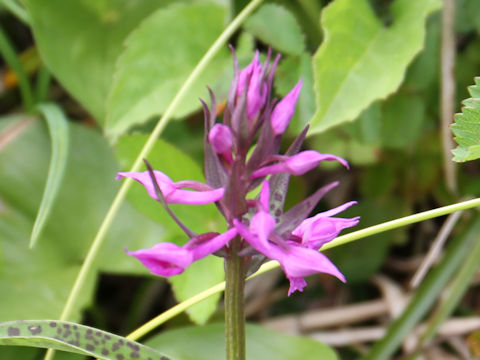 Orchis aristata f. punctata