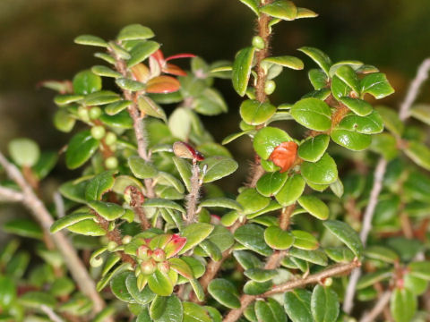 Vaccinium nummularia