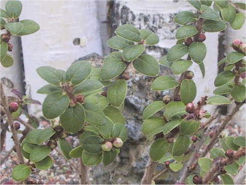 Vaccinium nummularia