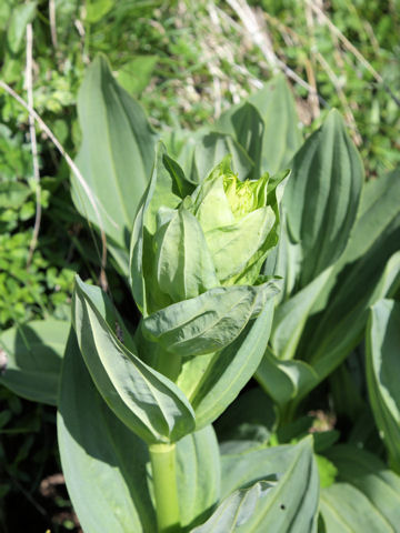 Veratrum album