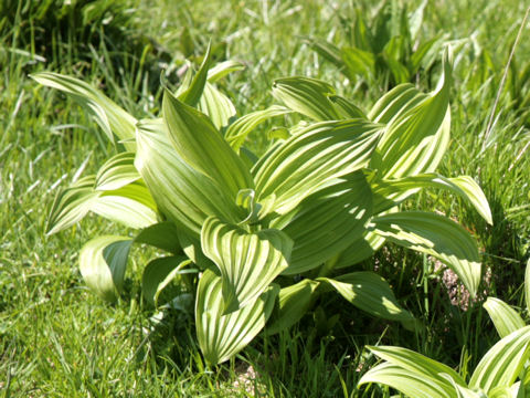 Veratrum album