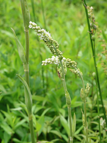 Veratrum album