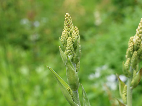 Veratrum album