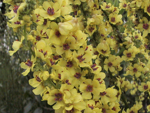 Verbascum chaixii