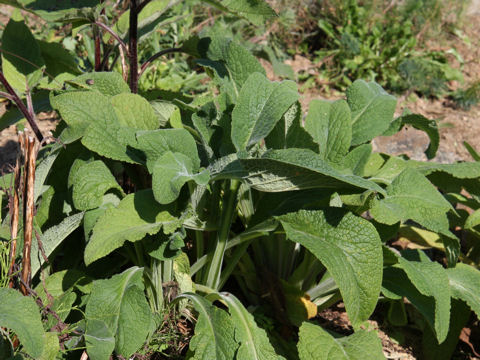 Verbascum chaixii